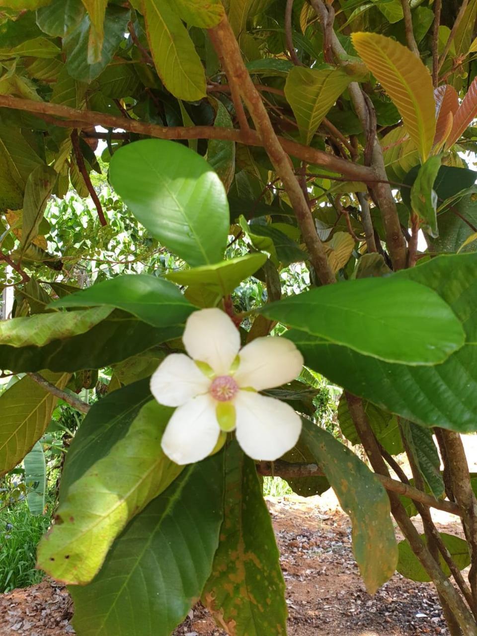 Dillenia Canopy Mirissa Dış mekan fotoğraf