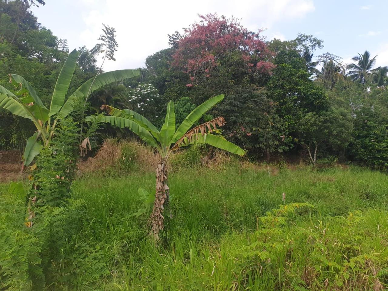 Dillenia Canopy Mirissa Dış mekan fotoğraf