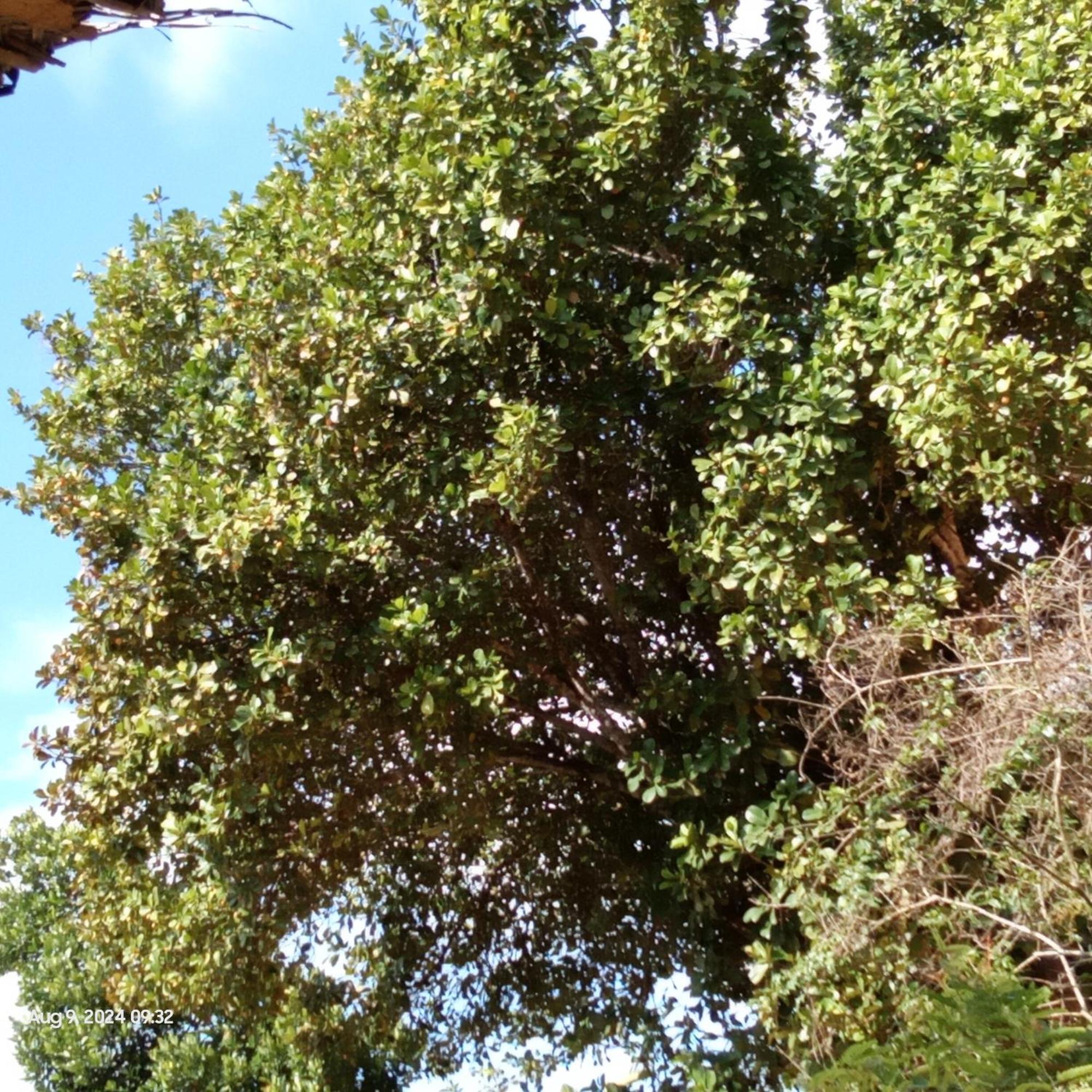 Dillenia Canopy Mirissa Dış mekan fotoğraf